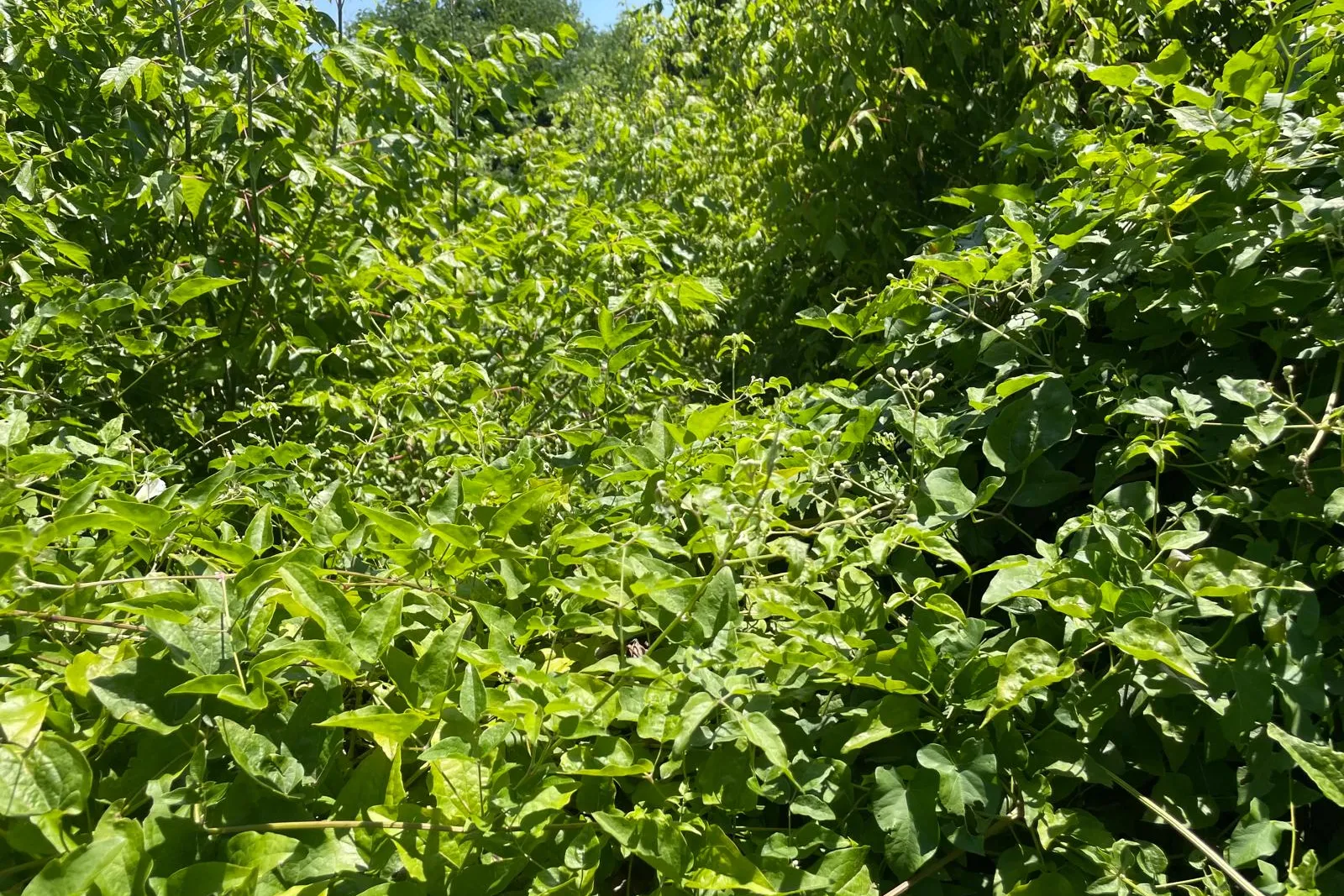 Terreno residenziale