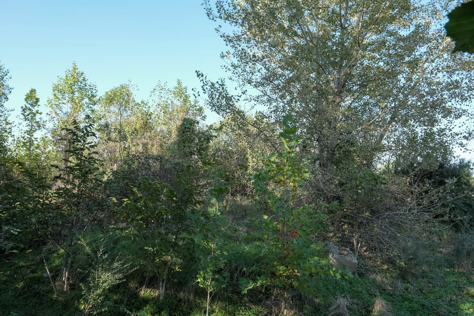 Terreno a vocazione edificabile residenziale
