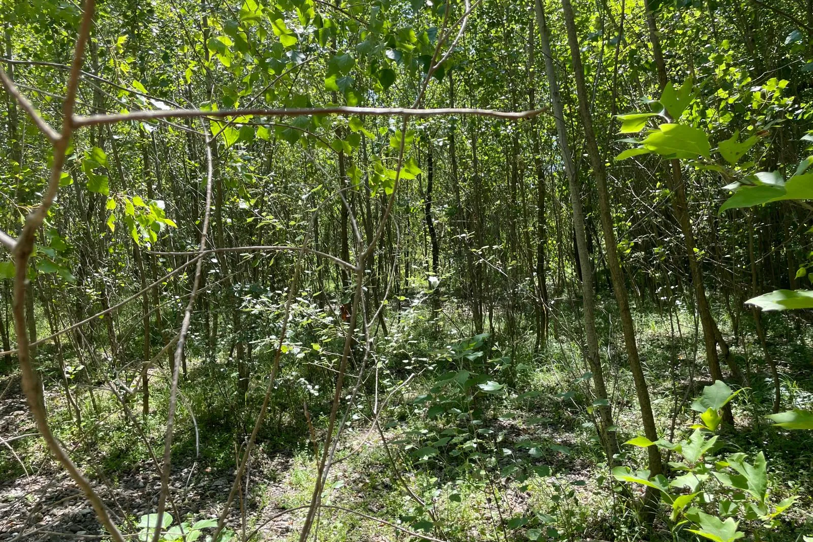 Terreno residenziale