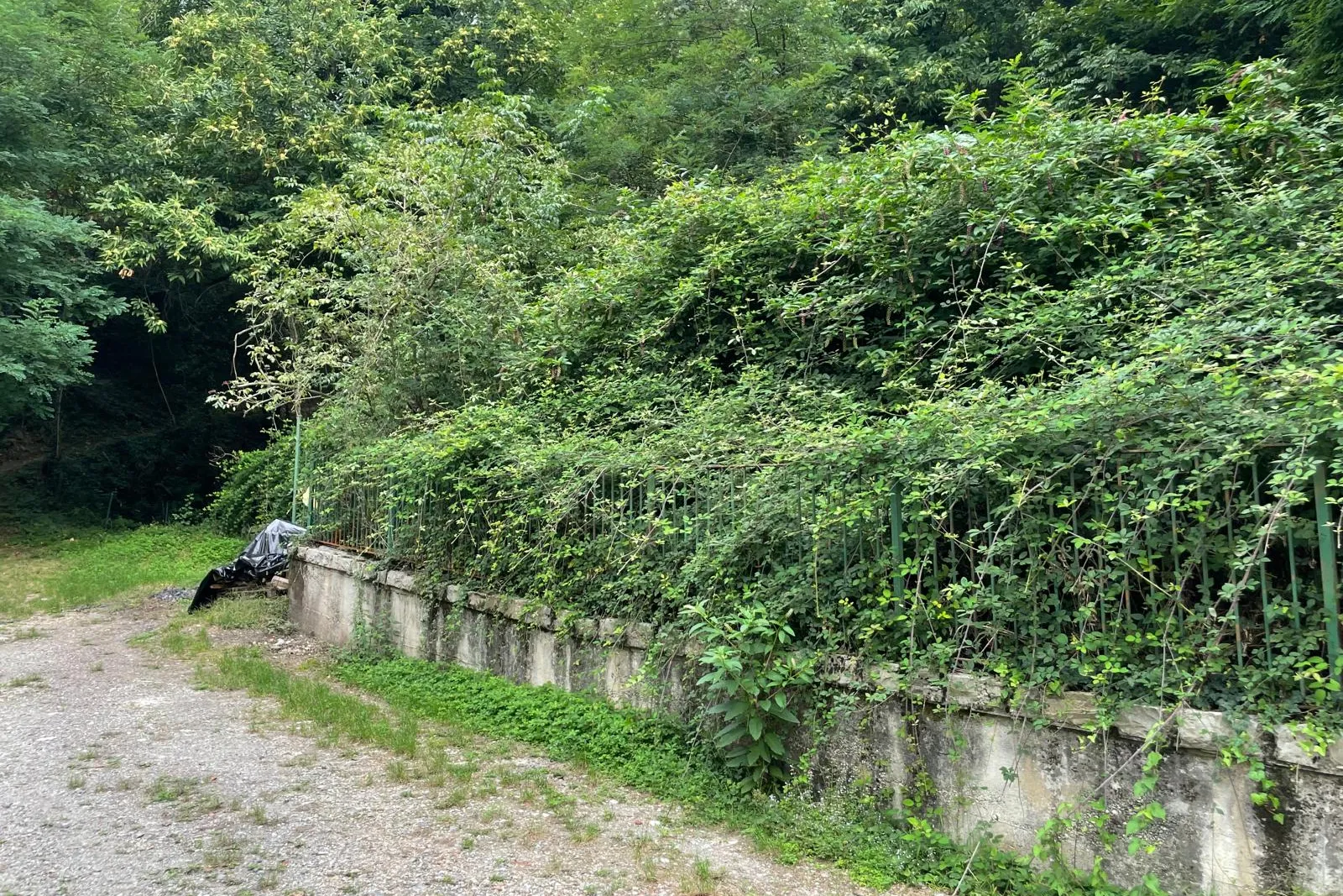 Terreni boschivi