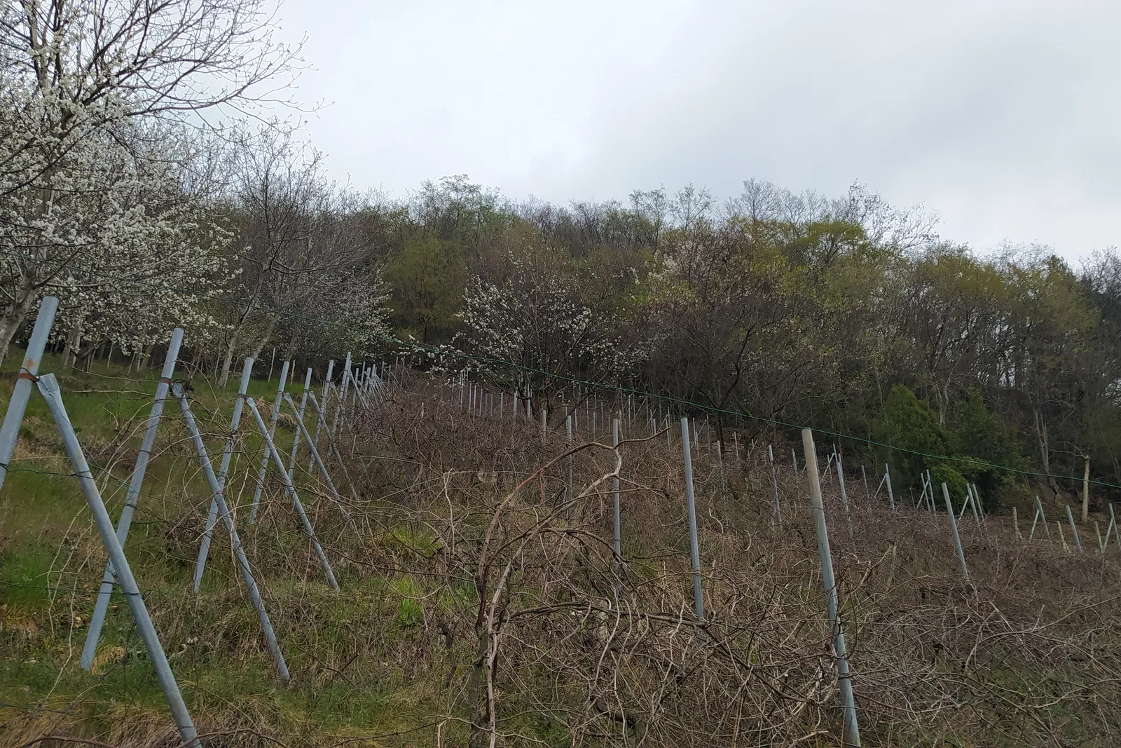 compendio immobiliare in parte residenziale e in parte ex piano di recupero del Borgo Sant’Andrea
