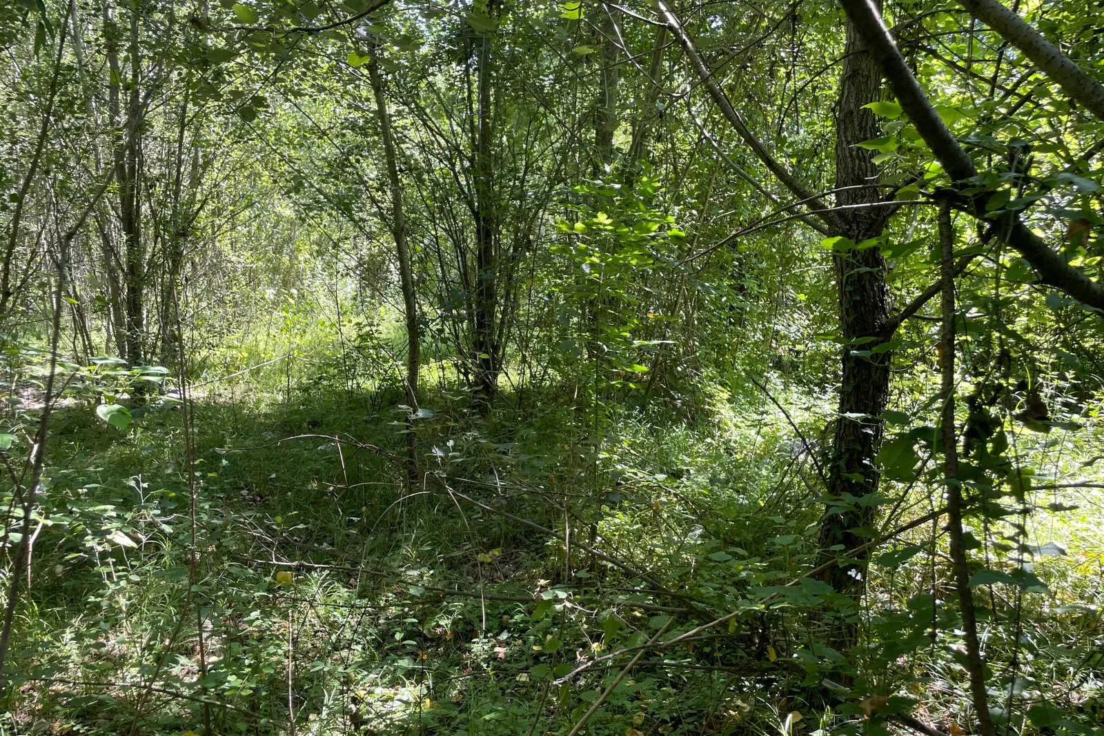 Terreno residenziale